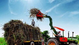 Trong niên vụ 2021-2022, Hiệp hội Mía đường Việt Nam dự kiến diện tích trồng mía sẽ tăng khoảng 10 - 20% so với cùng kỳ và việc mở rộng có thể tiếp tục diễn ra trong những năm tiếp theo do nông dân thu được lợi nhuận từ vụ mía.
