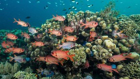 Một rạn san hô trong Công viên Hải dương Đảo Mafia ở Tanzania.