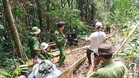 Cơ quan chức năng khám nghiệm hiện trường vụ phá rừng giáp ranh Lâm Đồng.