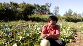 Nông dân xã Bình Phú thu hoạch dưa lưới. Ảnh:Nguyễn Trang