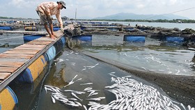 Vụ cá chết trên sông Chà Và (Bà Rịa - Vũng Tàu): Doanh nghiệp phải bồi thường gần 5,5 tỷ đồng 