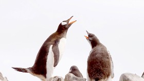 Nguy cơ tuyệt chủng loài chim cánh cụt 