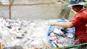 Thị trường nào cho cá tra Việt?