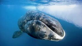Cá voi thích hát