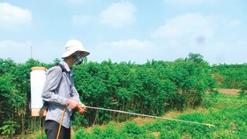 Nhiều nơi, nông dân vẫn sử dụng các loại thuốc diệt cỏ  đe dọa sức khỏe con người