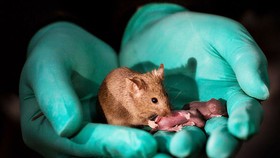 Chuột sinh sản không cần chuột đực