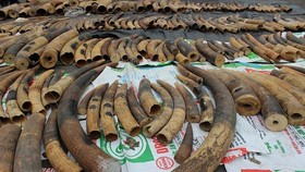 Điều tra mở rộng vụ vận chuyển ngà voi từ nước ngoài vào Việt Nam
