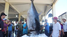 Ngư dân Phú Yên câu được cá ngừ đại dương gần 400kg
