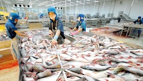 Quản lý nuôi, chế biến và xuất khẩu sản phẩm cá tra cũng sẽ có hiệu lực từ ngày 1-7-2017