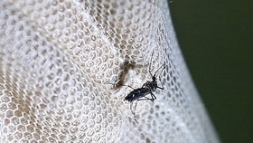 Muỗi Aedes, vật trung gian lây truyền virus Zika. Ảnh: EPA/TTXVN
