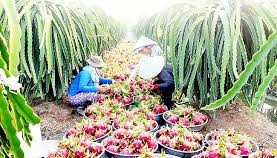 Ngành rau quả Việt Nam xuất siêu 452 triệu USD