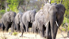 4 nước châu Phi muốn dỡ bỏ lệnh cấm buôn bán ngà voi
