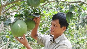 Nông dân trồng bưởi da xanh tại tỉnh Bến Tre 