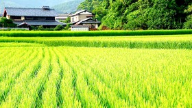 Cánh đồng lúa tại Nhật Bản