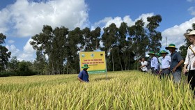 Bà con nông dân huyện Trần Văn Thời (Cà Mau) cùng các chuyên gia thăm mô hình “Canh tác lúa thông minh”
