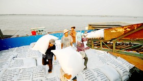 Các doanh nghiệp ở An Giang thu mua gạo chất lượng cao phục vụ xuất khẩu. Ảnh: HOÀNG LÊ 