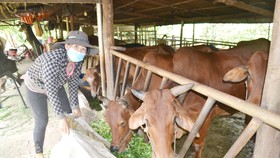 Hộ chăn nuôi bò ở huyện Bù Đốp, Bình Phước