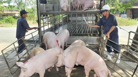 Dự báo giá heo hơi duy trì ở mức thấp