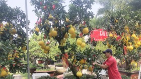 Vườn kiểng Minh Tân đang chăm sóc cây bưởi Diễn