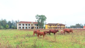 Trường THCS Thịnh Lộc trở thành nơi chăn thả bò