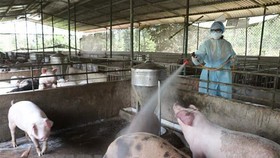 Quảng Ngãi: Dịch bệnh gia súc, gia cầm bùng phát mạnh