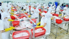 Chế biến thủy sản tại một doanh nghiệp xuất khẩu vào thị trường Mỹ. Ảnh: CAO THĂNG