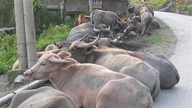 Xử lý nghiêm hành vi nhập lậu trâu bò vào Việt Nam