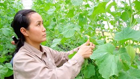 Mô hình trồng rau sạch công nghệ cao