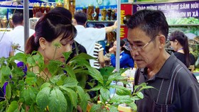 Khai mạc phiên chợ Sâm Ngọc Linh "độc nhất vô nhị" tại Quảng Nam