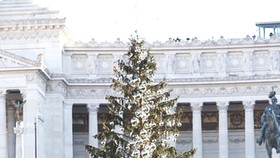 Cây thông Giáng sinh ở Rome chết yểu