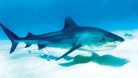 Samoa bảo vệ cá mập 
