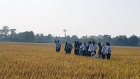 Cánh đồng sản xuất lúa sạch ở xã Mỹ Lộc, huyện Tam Bình, tỉnh Vĩnh Long