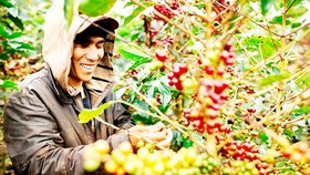 Ngành cà phê dự báo xuất khẩu giảm do cung vượt cầu
