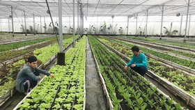 Trang trại Nhất Thống sản xuất rau hữu cơ gắn liền với ứng dụng công nghệ cao