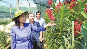 Phó Bí thư Thành ủy, Chủ tịch HĐND TPHCM Nguyễn Thị Lệ khảo sát mô hình trồng lan tại Vườn lan Huyền Thoại, huyện Củ Chi, TPHCM. Ảnh: VIỆT DŨNG
