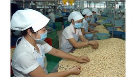 Chế biến hạt điều tại tỉnh Bình Phước. Ảnh: CAO THĂNG