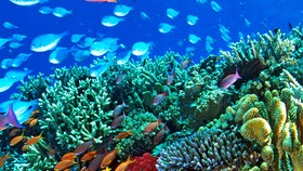 Rạn san hô Barrier Reef
