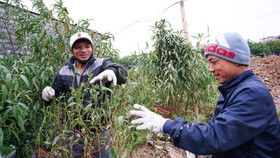 Người trồng đào tại làng Phú Thượng (quận Tây Hồ) tuốt lá đào cho hoa nở đúng tết