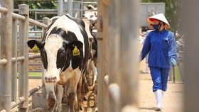 Vững đà tăng trưởng, TH true MILK đón đàn bò sữa cao sản nhập khẩu đầu tiên trong năm 2021