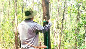 Công ty Lâm nghiệp Quy Nhơn nỗ lực xây dựng những cánh rừng trồng gỗ lớn. Ảnh: XUÂN HUYÊN