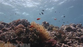 Một phần của rạn san hô Great Barrier bị tẩy trắng. Ảnh: TTXVN