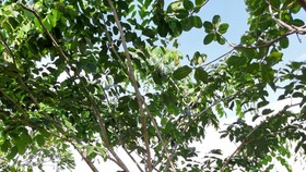 Cây Gõ đỏ đang phát triển xanh tốt ở Bình Phước
