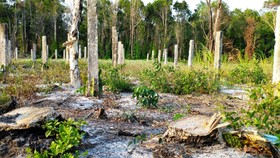 Vụ phá rừng tại Khu bảo tồn thiên nhiên Tà Cú: Kiểm điểm tập thể và nhiều cá nhân