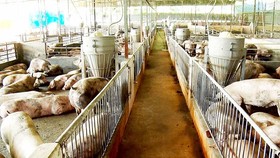 Cargill khánh thành nhà máy thức ăn chăn nuôi thứ 12
