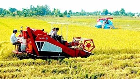 Hơn 10.000ha canh tác lúa gạo bền vững
