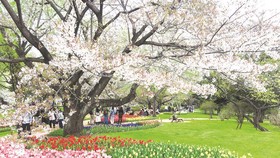 Công viên Showa Kinen tràn ngập sắc hoa