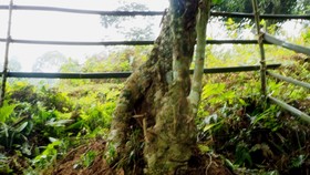 Bảo tồn cây chè cổ thụ tại vùng trà Cao Bồ, tỉnh Hà Giang