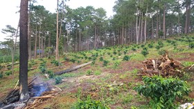 Bà Rịa - Vũng Tàu: Nhiều sai phạm trong giao khoán đất rừng 