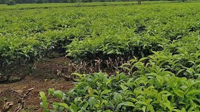 Phản hồi từ bài viết “Làng quê bất an vì trộm cắp”: Địa phương đang cố gắng chuyển hóa địa bàn
