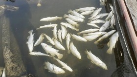 Thừa Thiên - Huế: Hơn 30 tấn cá nuôi lồng chết hàng loạt